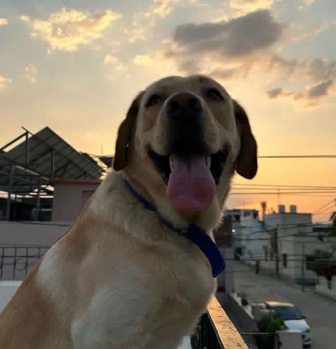 Scooby